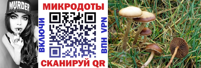 как найти   Кировск  Псилоцибиновые грибы Psilocybe 